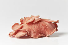 Mynd Pink oyster mushroom 2*500gr