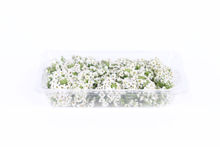 Mynd Alyssum flowers white 8x6 gr