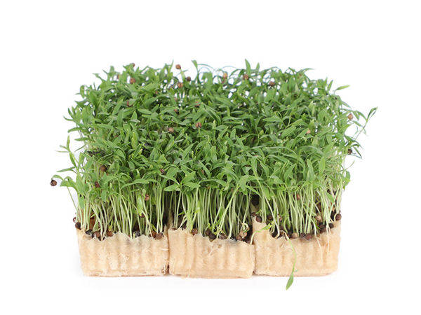 Mynd Coriander cress